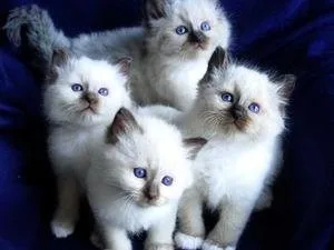 Seal Point Birman Kittens