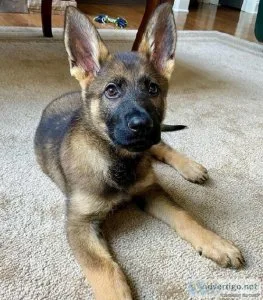 German Shepherd puppy
