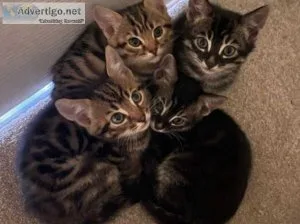 Bengal Kittens For Adoption.