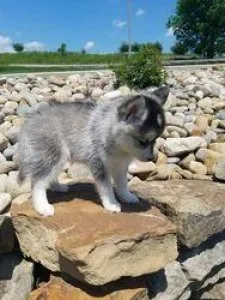 gdgdhhjjas Tiny Pomsky needs home