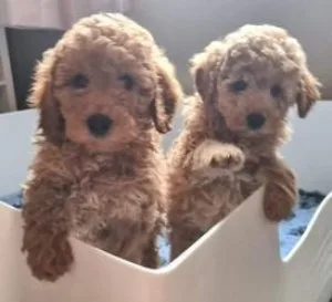 Poodle Puppies  for rehome