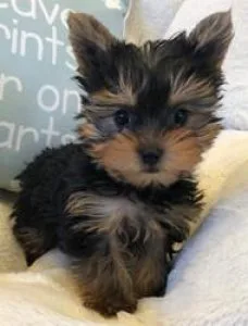 ssduu Sweet Darling Yorkies Pupps