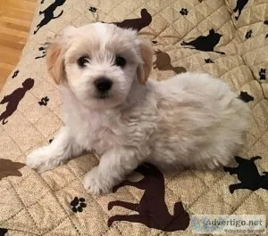 Home raised sweet little girl Havanese