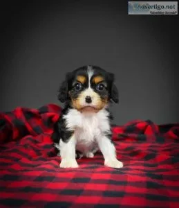 great companion Cavalier King Charles Spaniel