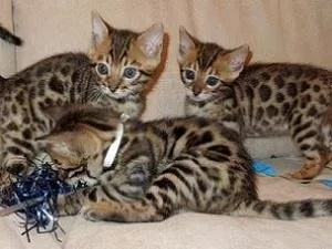 gfgfgfd Very Cute Bengal Kittens