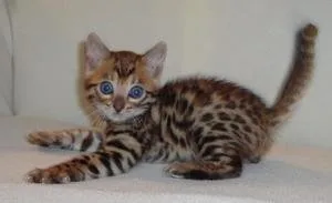 Tica Reg Bengal Kittens Need Homes