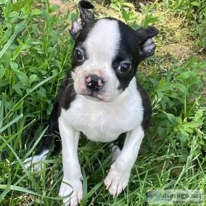 We have amazing Boston Terrier puppies looking for forever home.
