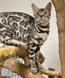 Bengal breeder adult available
