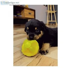 Puppies Rottweilers Rotties ready to go.