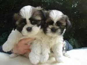 ffgsss Shihtzu puppies for adoption