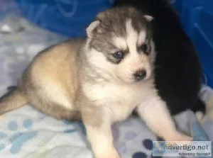 well socialized.blue eyes Siberian Huskies