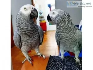 Lovely African gray parrots for sale