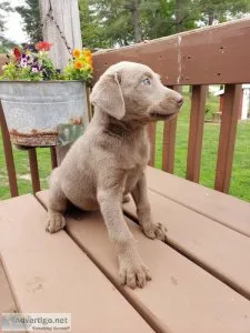 ready new home Labrador Retrievers