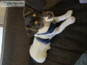 Give me your interested Rat Terrier Puppies