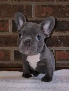 gorgeous girlboy French Bulldogs