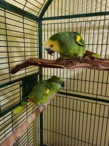 Blue nape amazon parrot