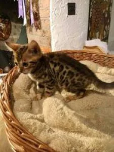 Bengal Kittens Available For New Homes