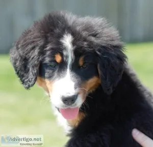 Super friendly and loves all Bernese Mountain puppies