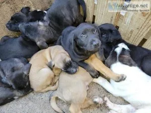 rehoming puppies