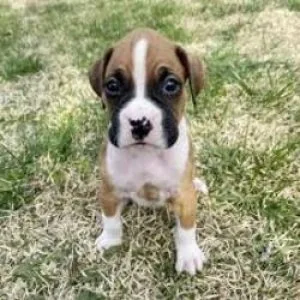 Stunning male and female Boxer Puppies