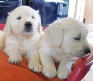 fgcggh Golden Retriever puppies