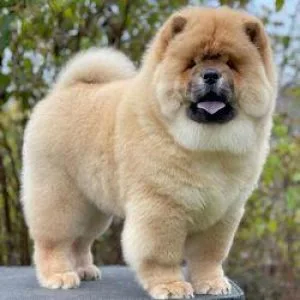 ddsdfs Chow chow puppies for sale