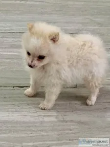 Beautiful ice white pomeranian puppies