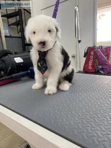 very active Old English Sheepdogs
