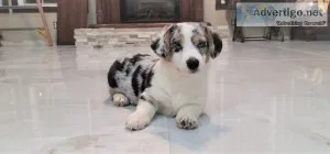 Blue Merle male corgi.