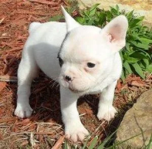 vvdvghf French Bulldog Puppies