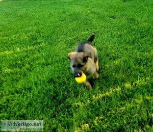 AKC German Shepherd puppies