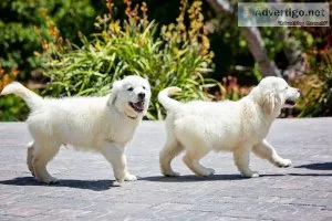 AKC Creme Golden retriever.