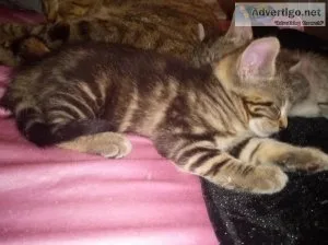 Kitten