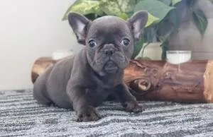 FDSFR Cute french bulldogs