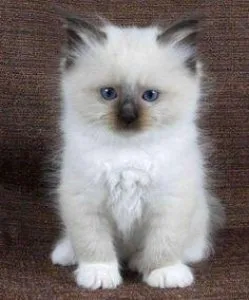Ragdol kittens for rehoming