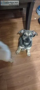 3 month old girl puppy