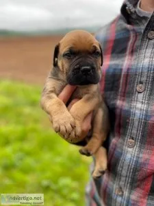 handsome bull mastiff puppy looking for his forever home.