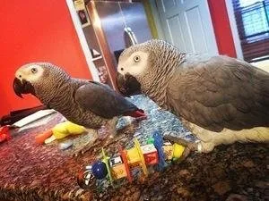 African grey parrots
