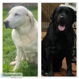 Akc English Labs
