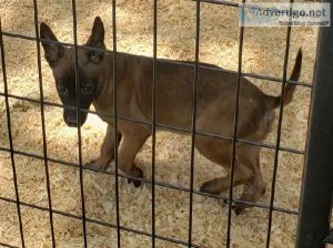 Belgian Malinois AKC