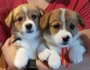 FDAG Pembroke welsh Corgi Puppies