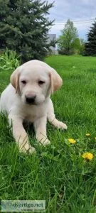 fun loving Labrador Retrievers