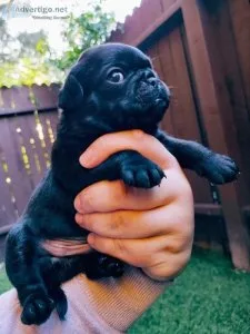 Black male pug