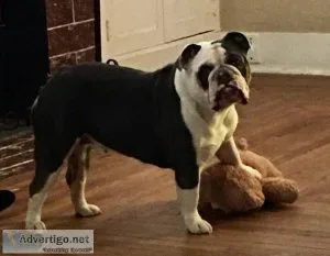 English bulldog AKC Blue Tri female 19 mo QUAD carrier DNA teste