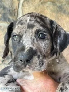 More Great Dane puppies available