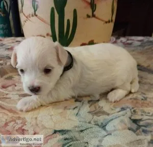 4 beautiful Coton de Tulear babies