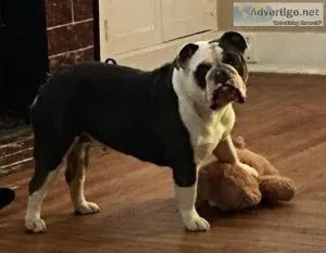 English bulldog AKC Blue Tri female QUAD carrier DNA test 19 mo.