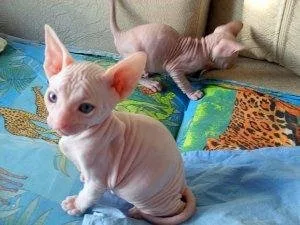 FAFST Beautiful Sphynx kittens