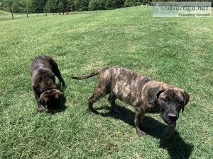 Presa Canario Puppies ready to be rehomed.