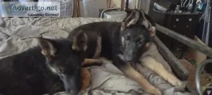 Purebreed German shepherd puppies